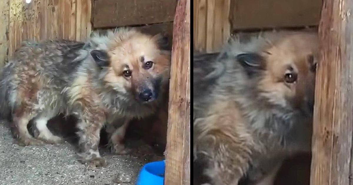The Dog Had A Strange Fear Caused By The Owner And The Painful Truth