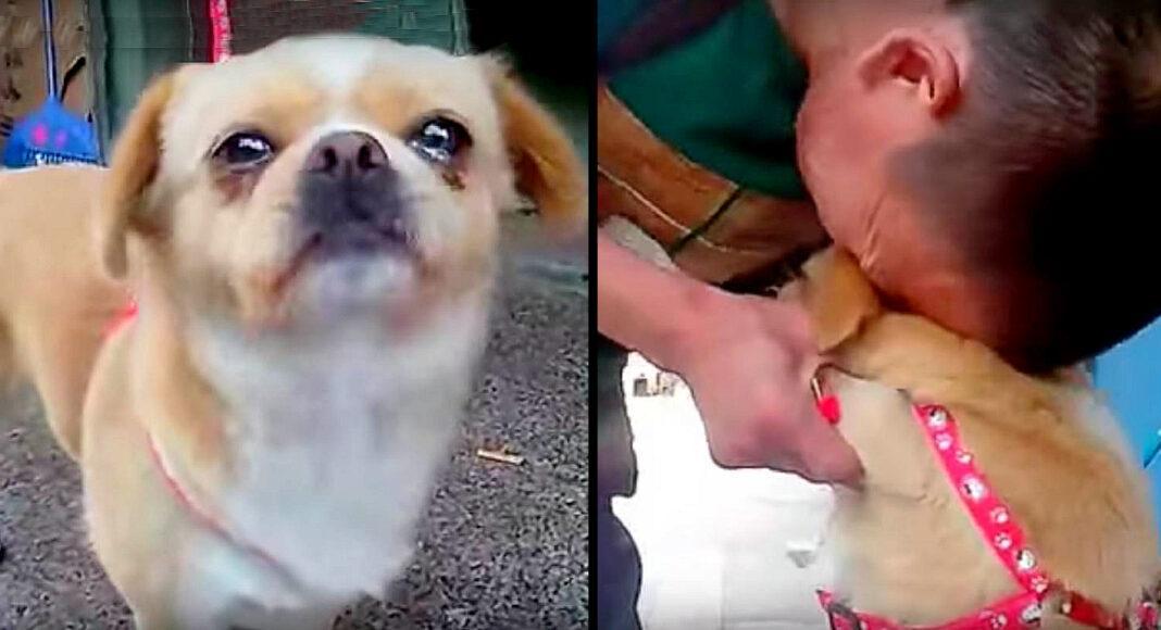 The Dog Realized He Was Being Given Away; He Trembled and Cried as He Watched His Owner Leave