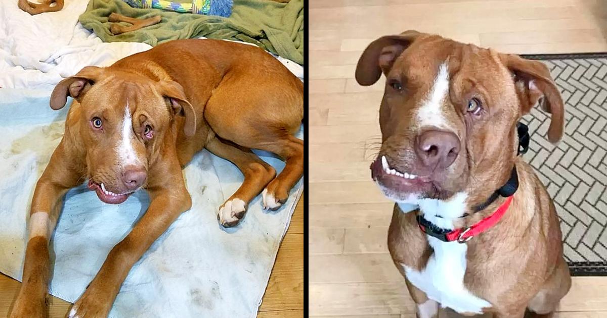 The Dog With A Curved, Warped Face Always Longs For A Loving Home