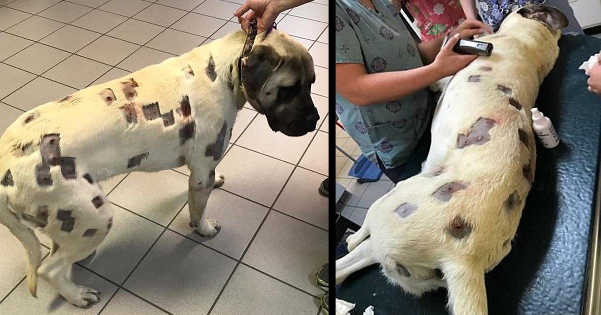 The owner, seeing the wounds on the dog, immediately called the police – miraculously saved