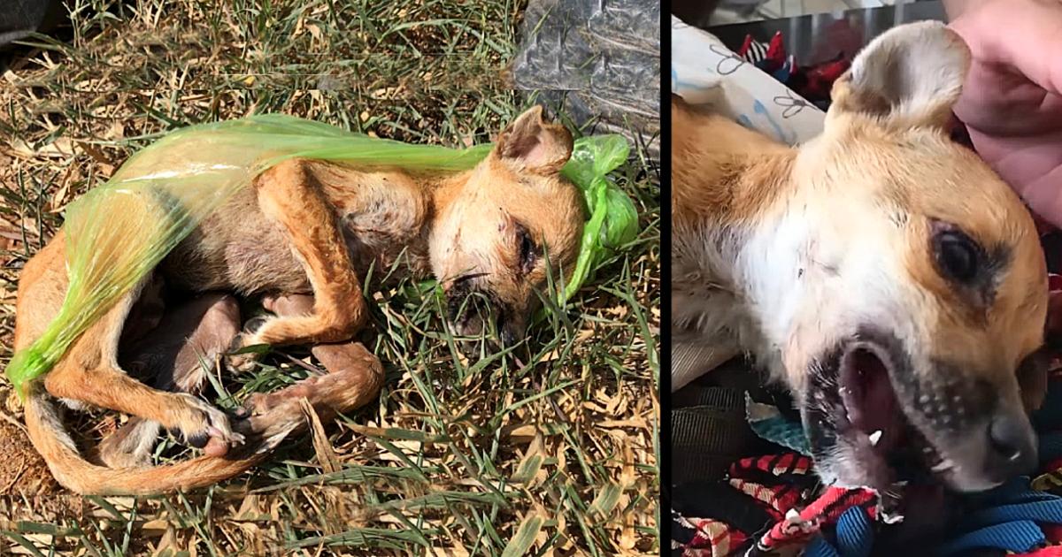 The Sick Puppy Was Thrown In The Garbage By The Owner, Saved An Angel