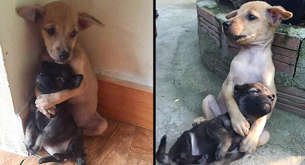 These Two Stray Puppies Were Just Rescued, And They Refuse To Stop Hugging Each Other