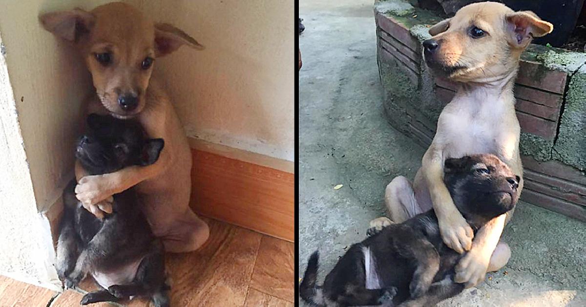 These Two Stray Puppies Were Just Rescued, And They Refuse To Stop Hugging Each Other
