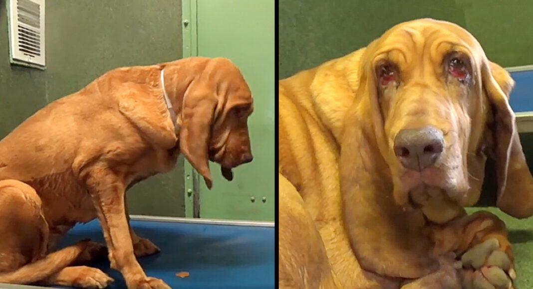 They Dumped Her Because They Didn’t Have Time For Her, Bloodhound Feels Let Down And Depressed At Overcrowded Shelter
