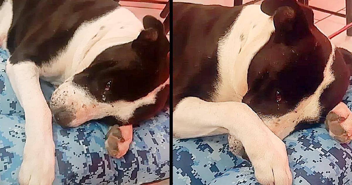 They rescue a dog that was used for street fights, he cries when they give him a bed