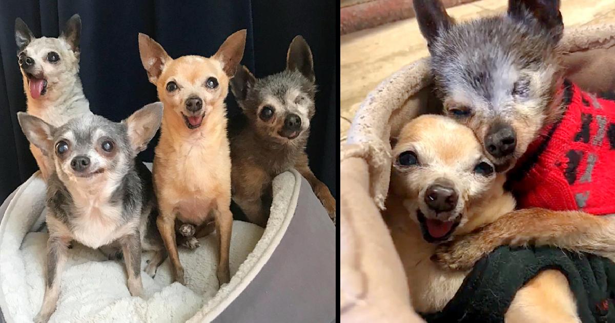They Were Put On Kill-list After Nobody Wanted Them, The 4 Elderly And Toothless Chihuahuas Finally Are Adopted All Together