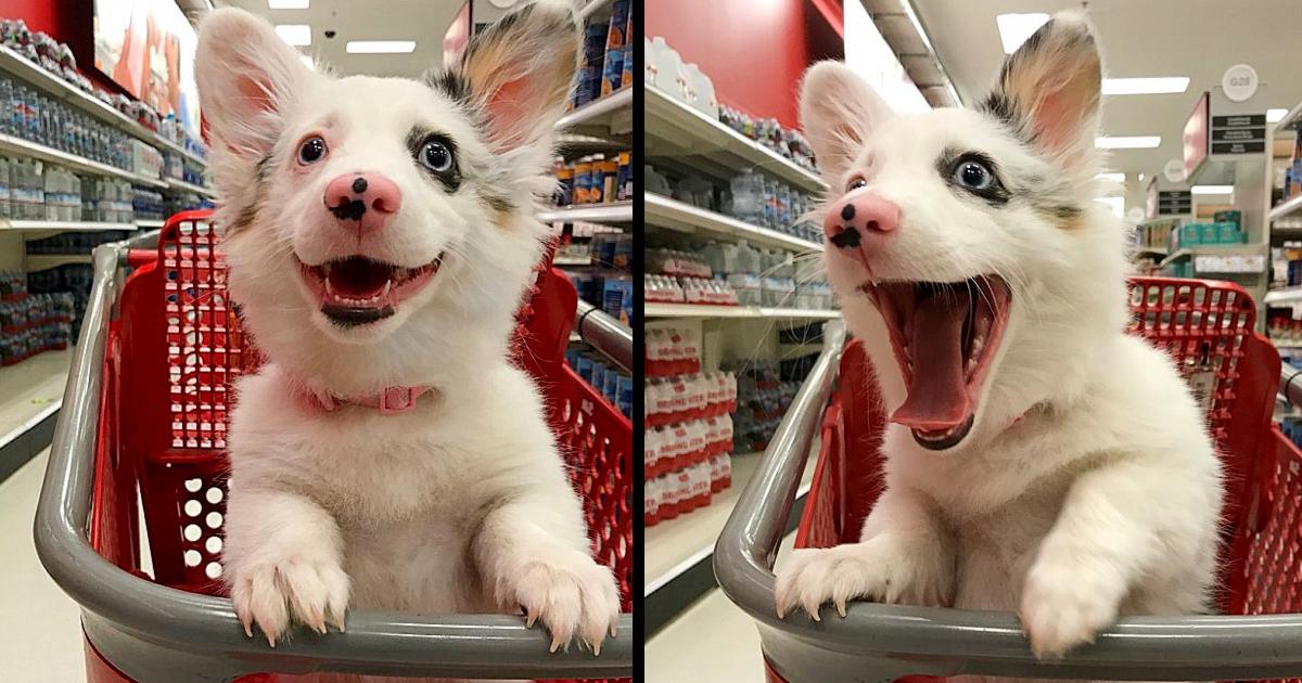 This Dog Couldn’t Be Happier While ‘Shopping’ At Target, And Her Smiles Go Viral On Twitter