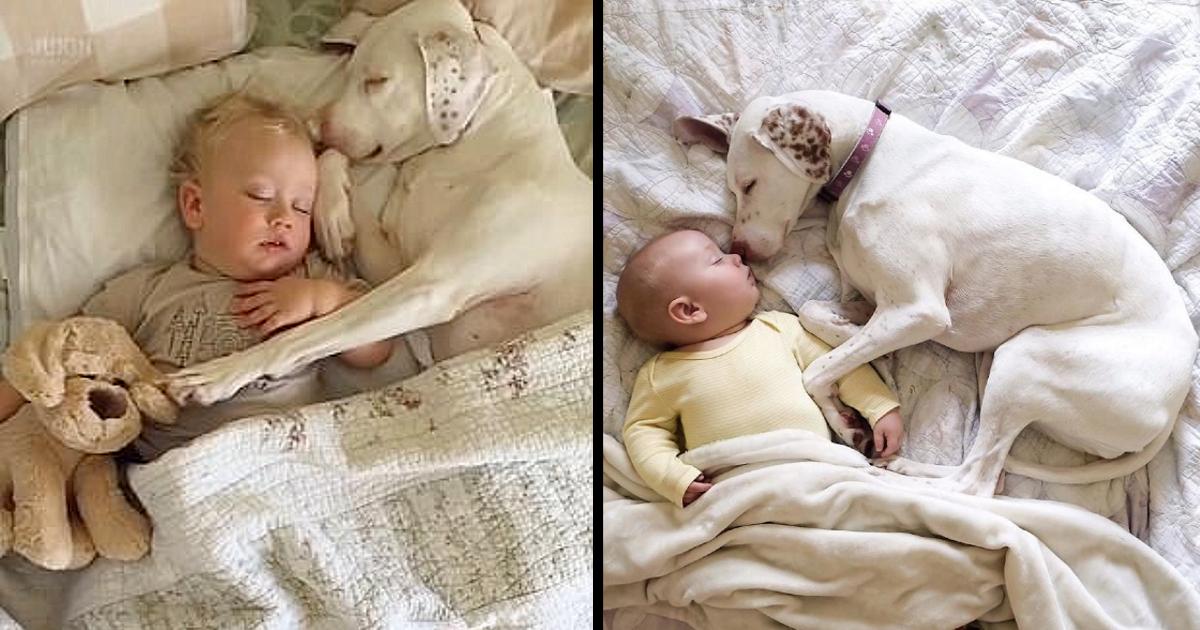 This dog was abused by its owner, but luckily it was taken in by a new family, and now a kid gives him comfort