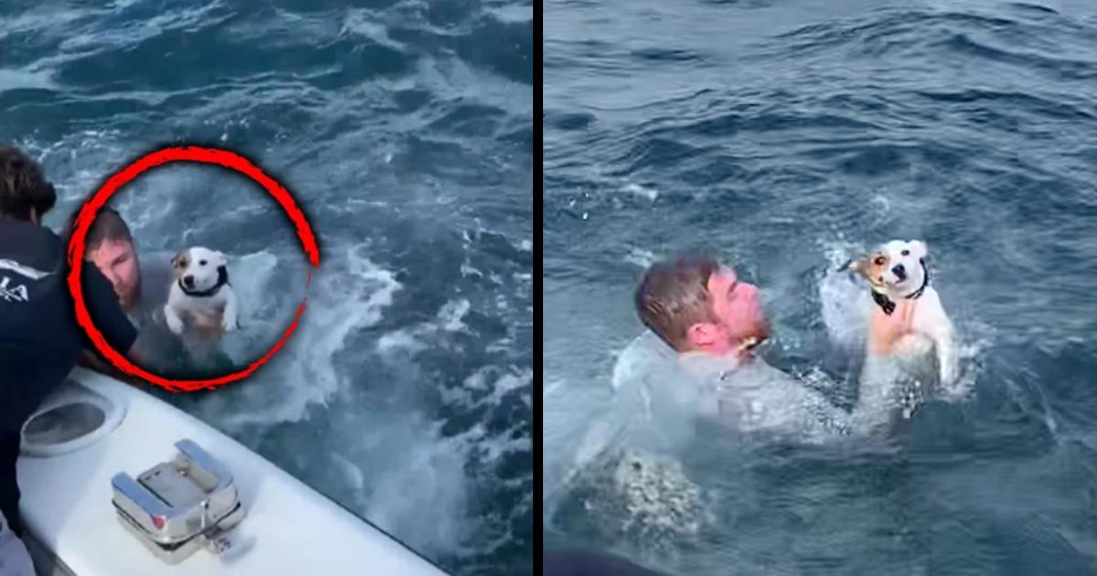This dog was rescued after being discovered all by himself in the middle of the sea