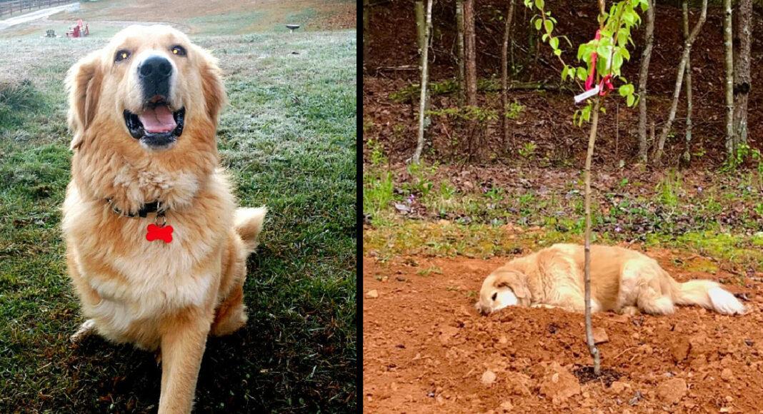 Three-legged dog always mourns for his friends by laying by their gravesites