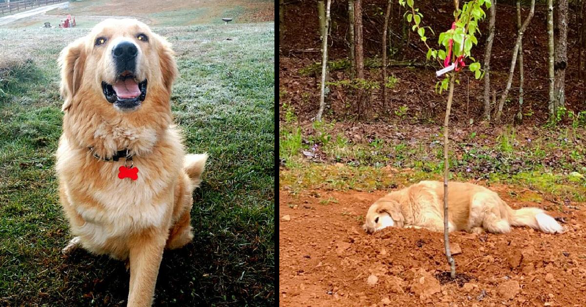 Three-legged dog always mourns for his friends by laying by their gravesites