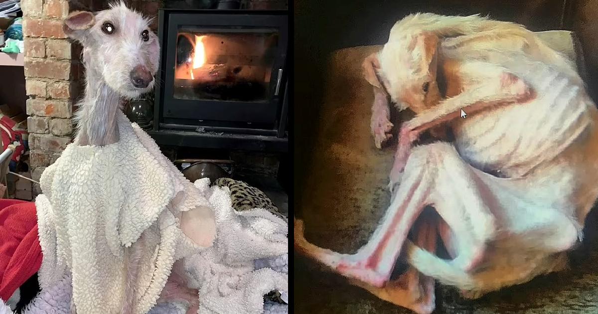 Tiggy left for dead, ‘worst pet case in 15 years’ – now she’s a beautiful dog again