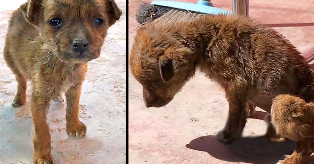 Tiny Pup, The Last Survivor Of Her Litter, Found Struggling Alone On The Road