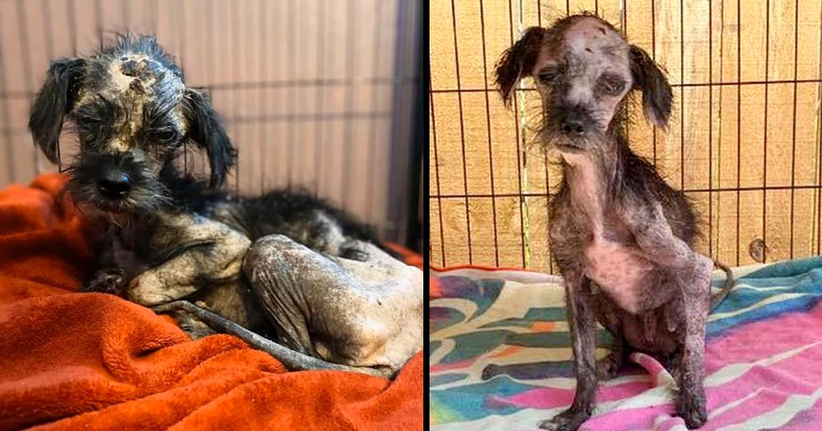Tiny Puppy Had Just Been Found in a Pile of Trash, Trembling, Starving and No Energy