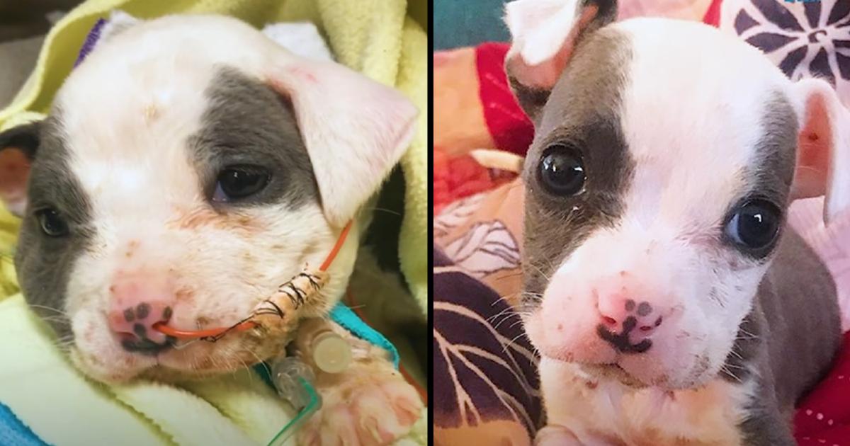 Tiny Puppy Rescued From A Construction Site Grows Up To Be So Handsome