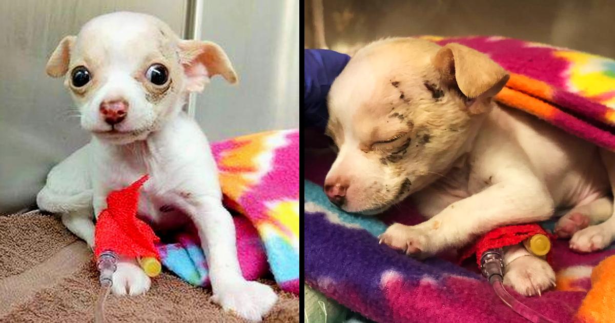 Tiny stray Chihuahua puppy falls from the sky and fights to survive