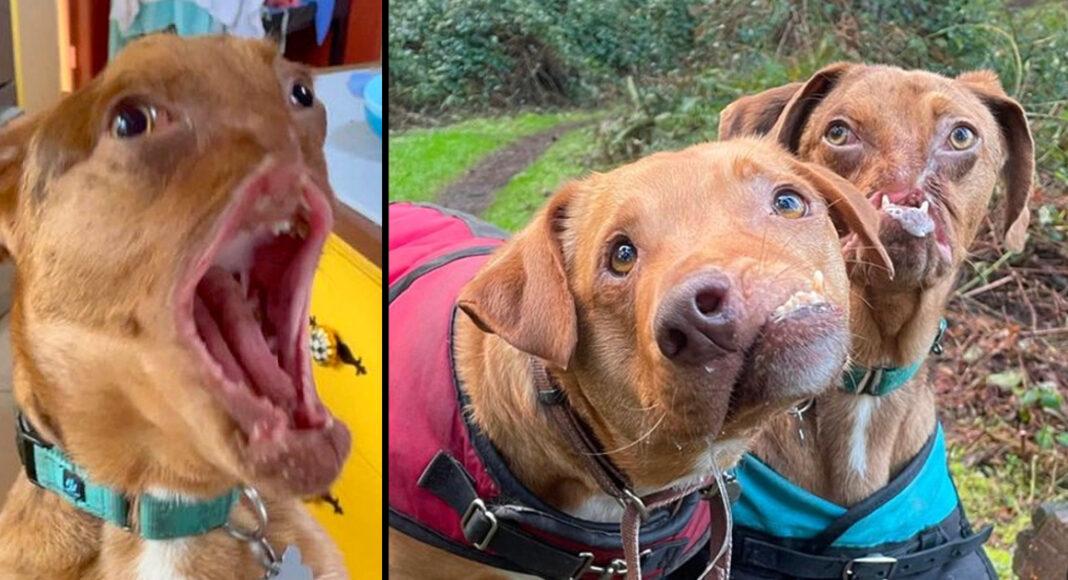 Two adorable dogs with severe facial deformities become inseparable best friends