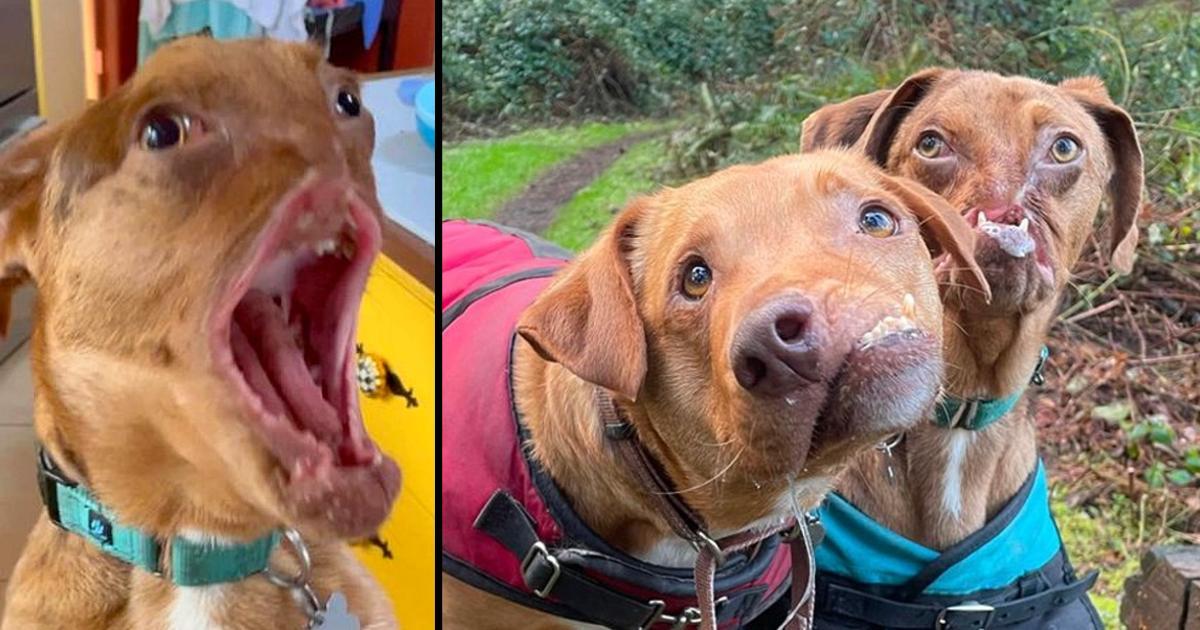 Two adorable dogs with severe facial deformities become inseparable best friends