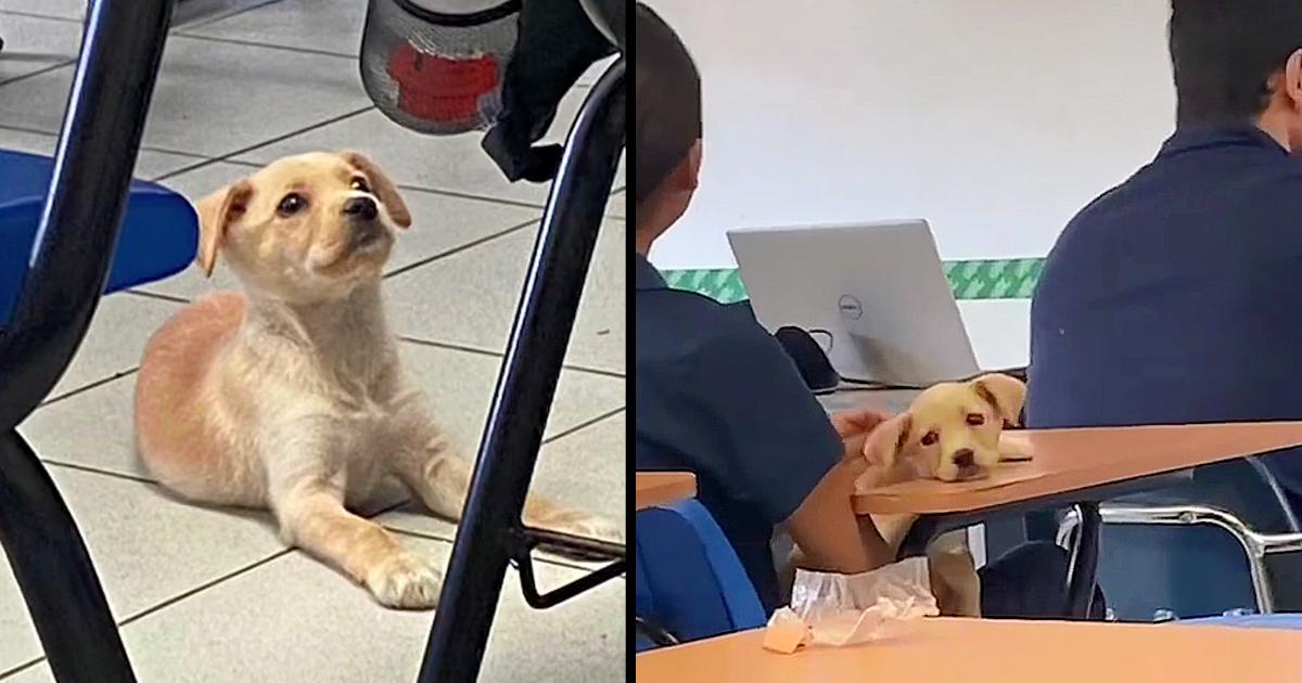 University students adopt rescued puppy, he is the best classmate
