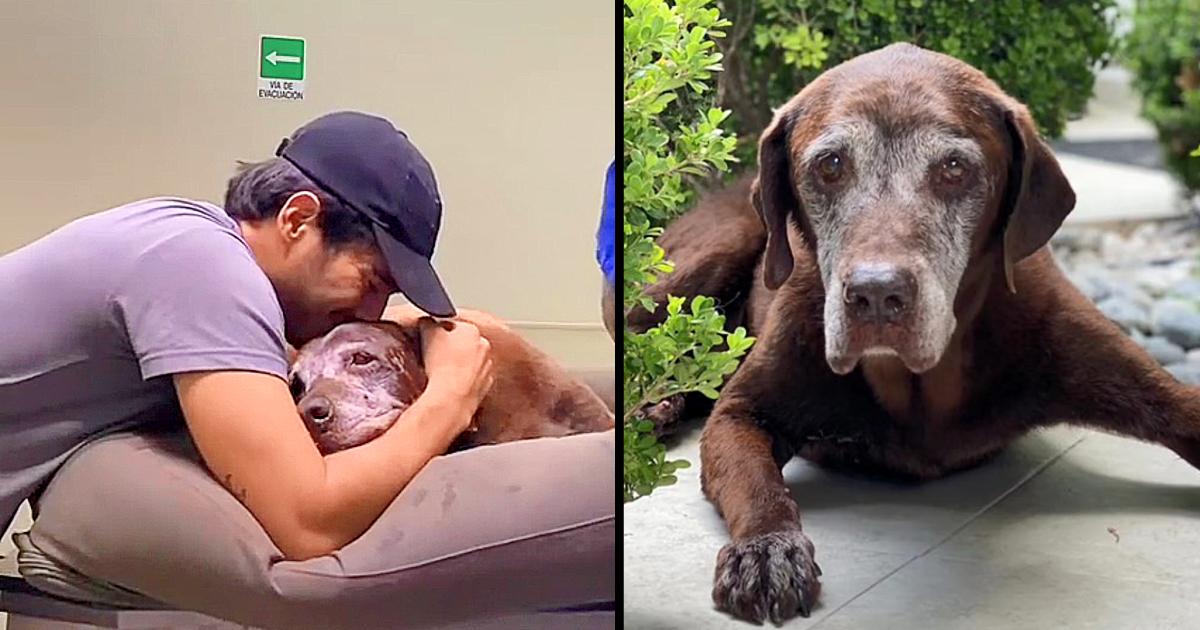 With Ache In His Heart Man Collapses After Watching His Senior Dog Closing Eyes Forever