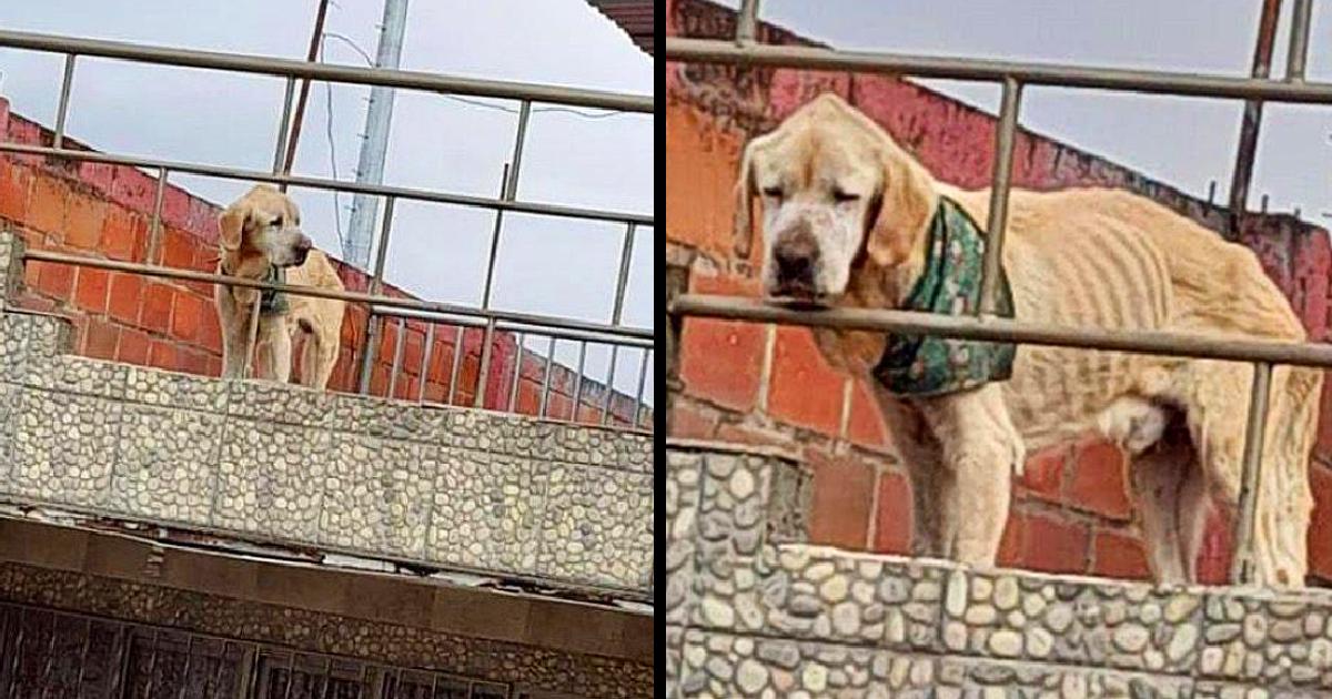 With the saddest look and his bones in sight, dog spent his days stuck on the roof of a house