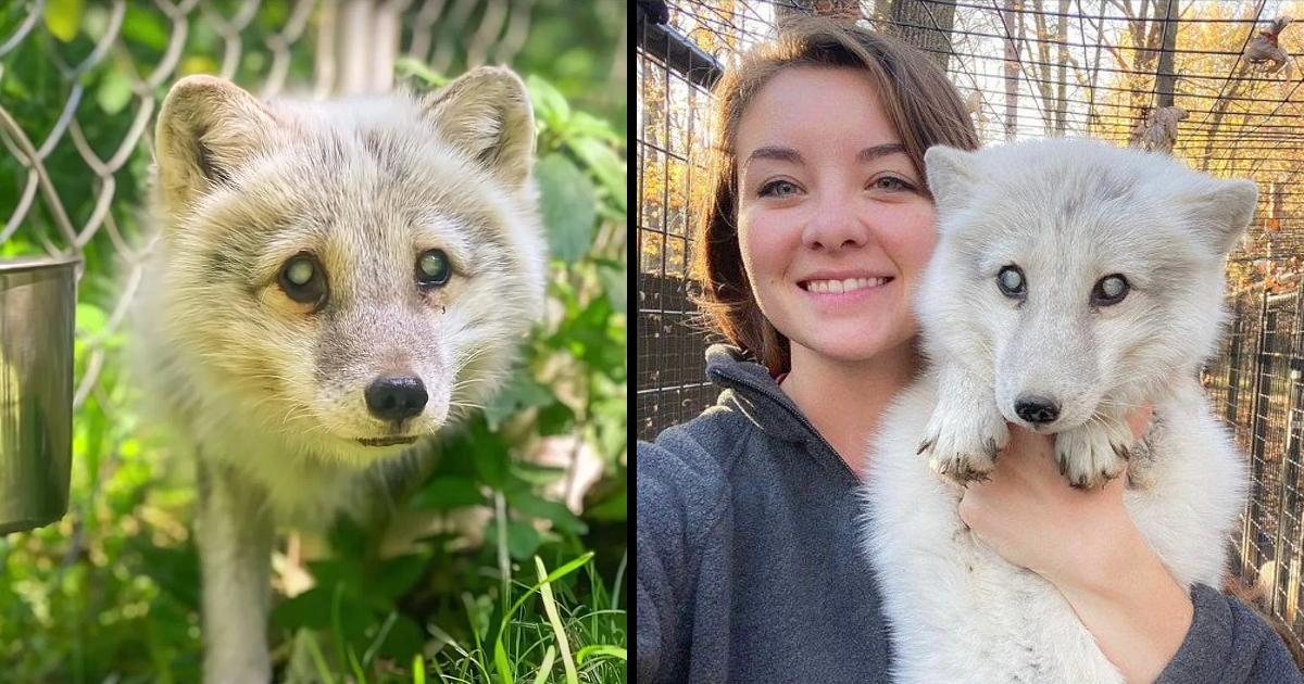 Woman sees elderly and blind Arctic fox dumped in dog shelter and jumps to save him