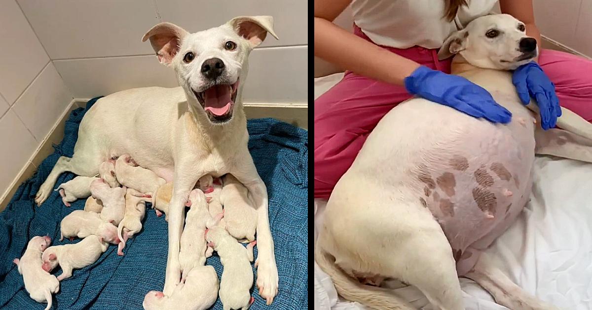 9 Weeks Pregnant Mama Dog Abandoned In Front Of Our Shelter Gave Birth To 14 Little Cute Puppies!
