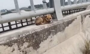 Poor Puppy Sad And Cried In Desperation When Abandoned On The Bridge 0 9 screenshot 1