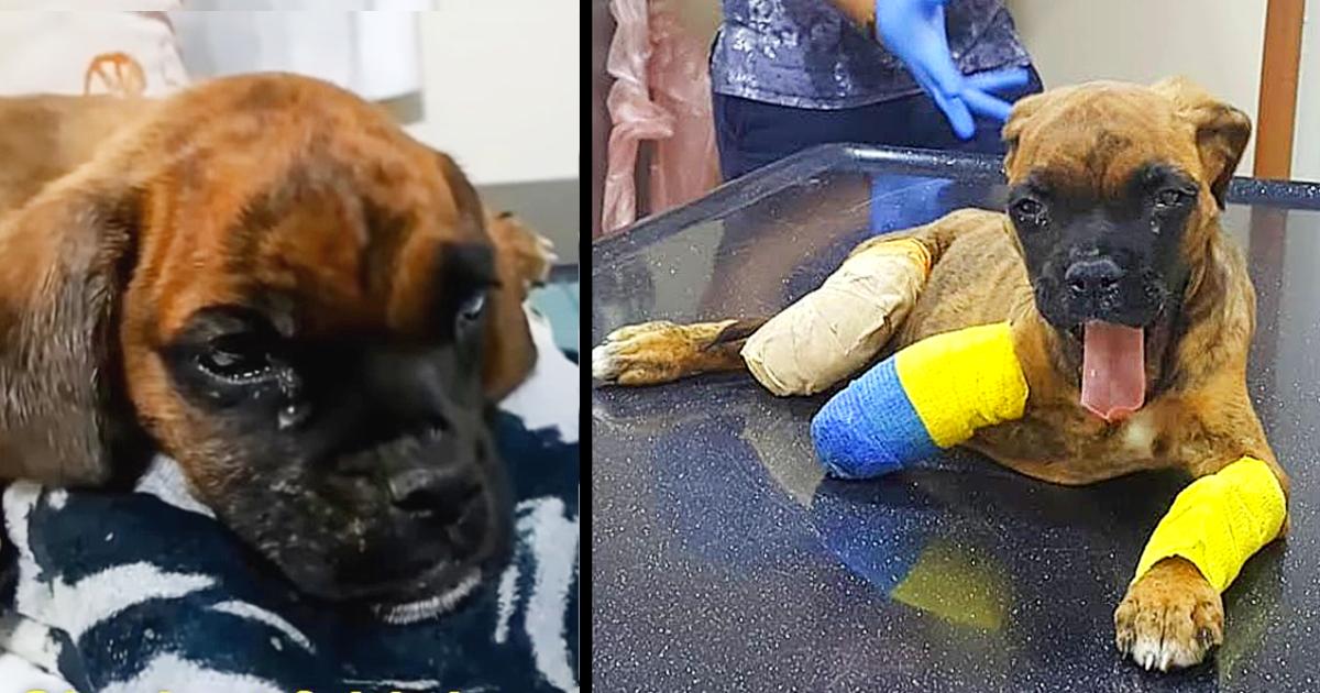 A Disabled Puppy’s Tears Of Thanks For Being Helped For The First Time In Her Life