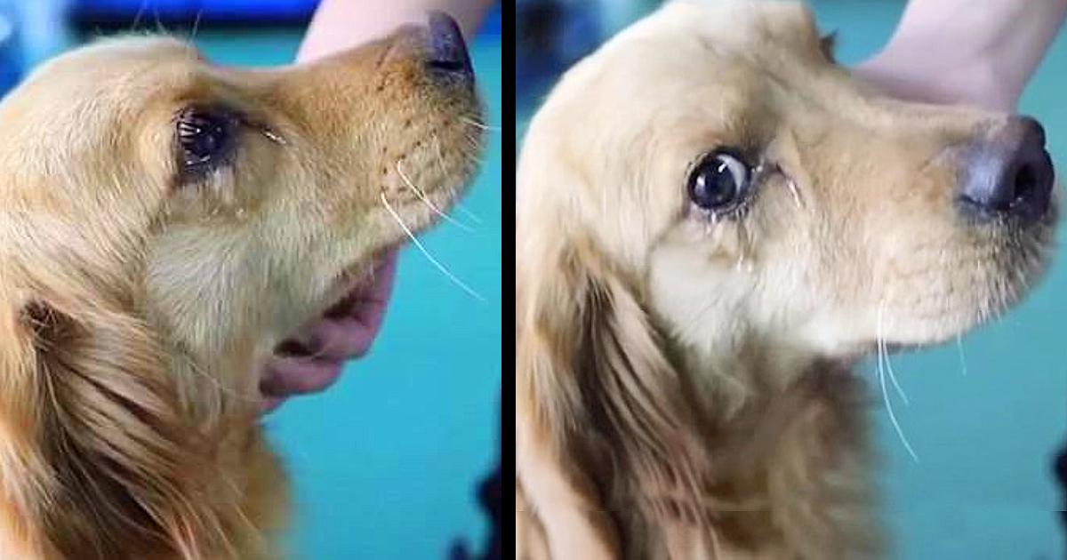 A dog cried gratefully knowing she was rescued from her ѕаd end
