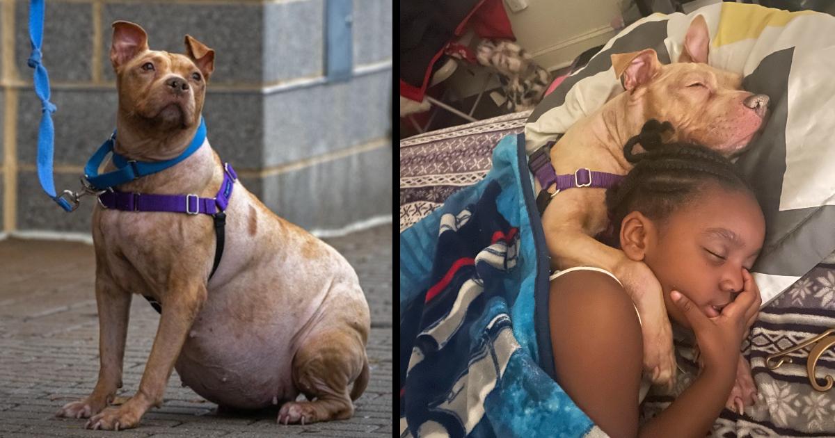 A dog that was returned for adoption due to a chronic illness found a home in a girl. she knew how to love her