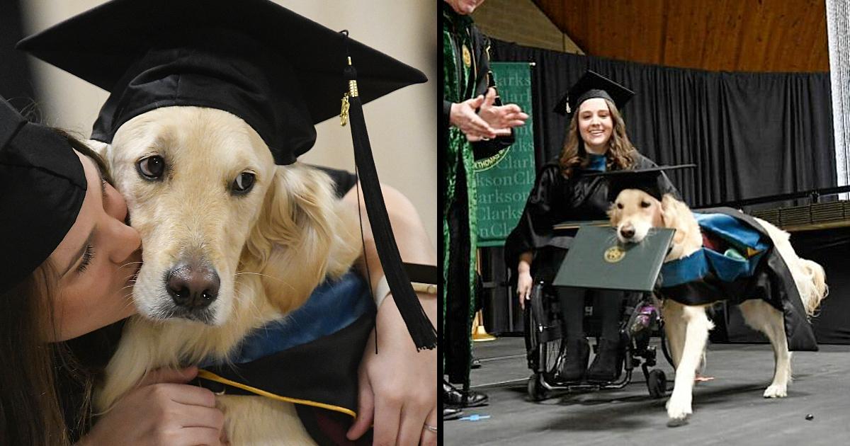 A Good Boy. A Loyal Service Dog Got His Own Honorary Degree For Helping His Owner To Graduate