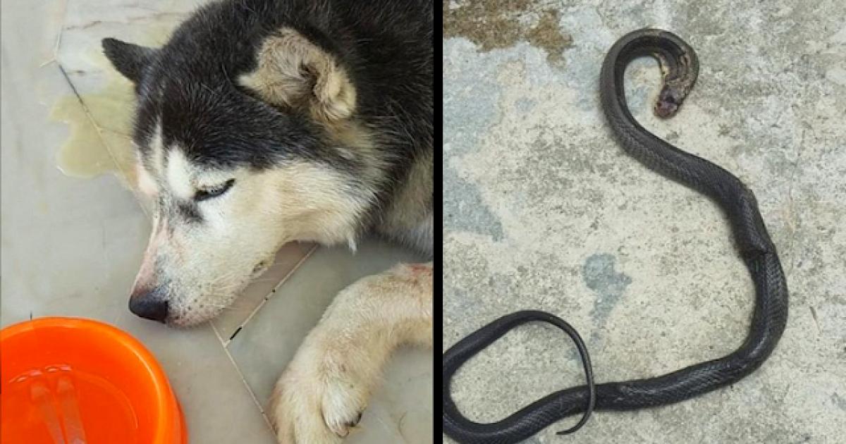 A Loyal Husky Sacrifices His Life Fighting 4-Foot Cobra To Save His family