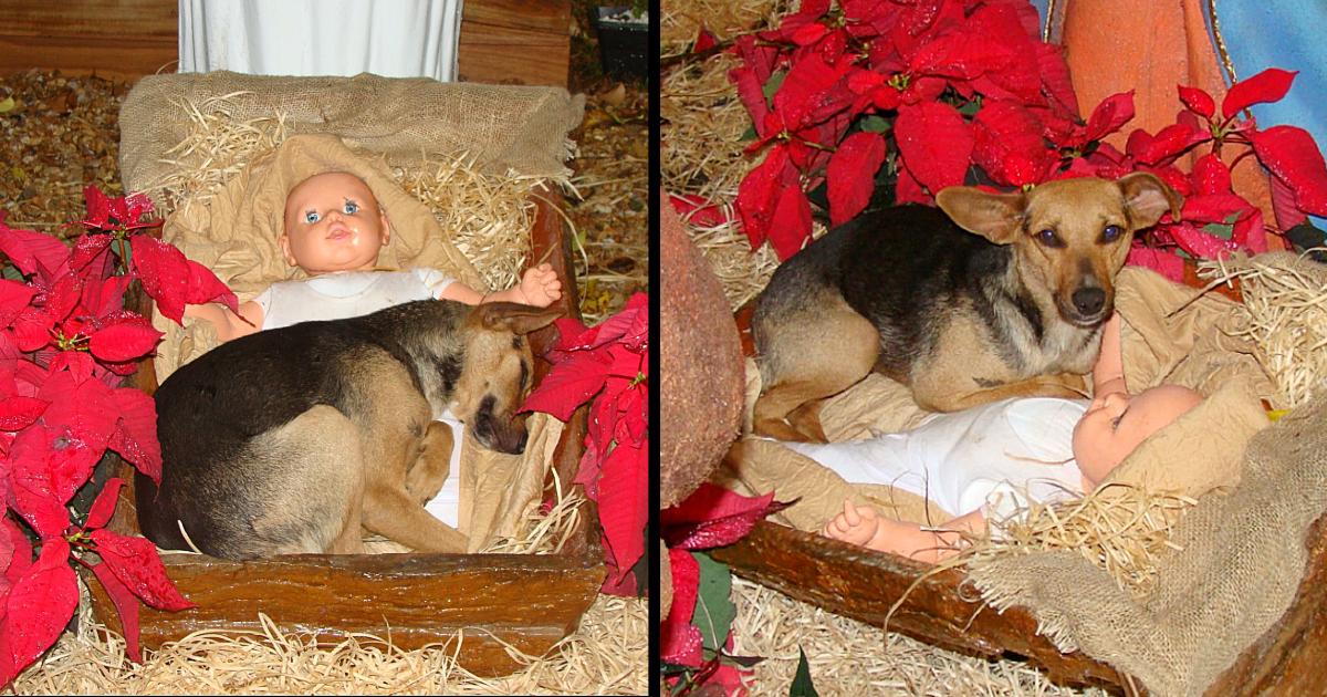 A street dog frantically looking for safety in a manger