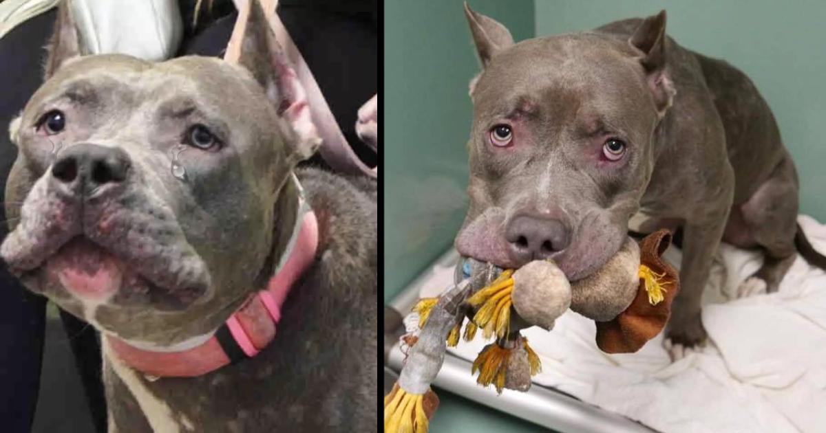 Abandoned Dog About To Be Euthanized Clings To Her Stuffed Animal In Great Fear