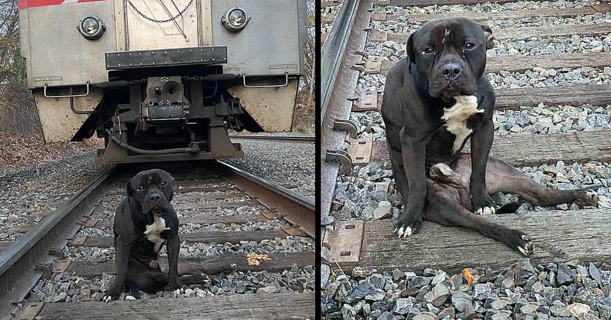 Abandoned Dog On The Railway And As If He Was Trying To End His Life And The Dark Story Behind It