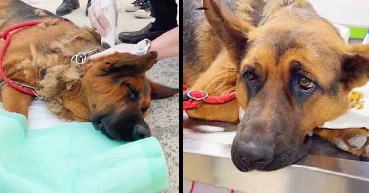 Abandoned Dog Waits for His owner for a Whole Year, Exhausted from Hunger and Severely Injured by the Leash