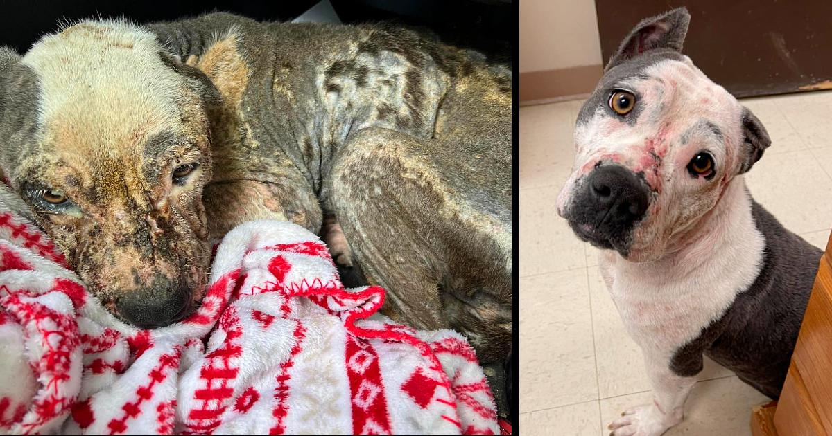 Abandoned, Malnourished Pit Bull Now On The Road To Recovery Thanks To Rescuers.