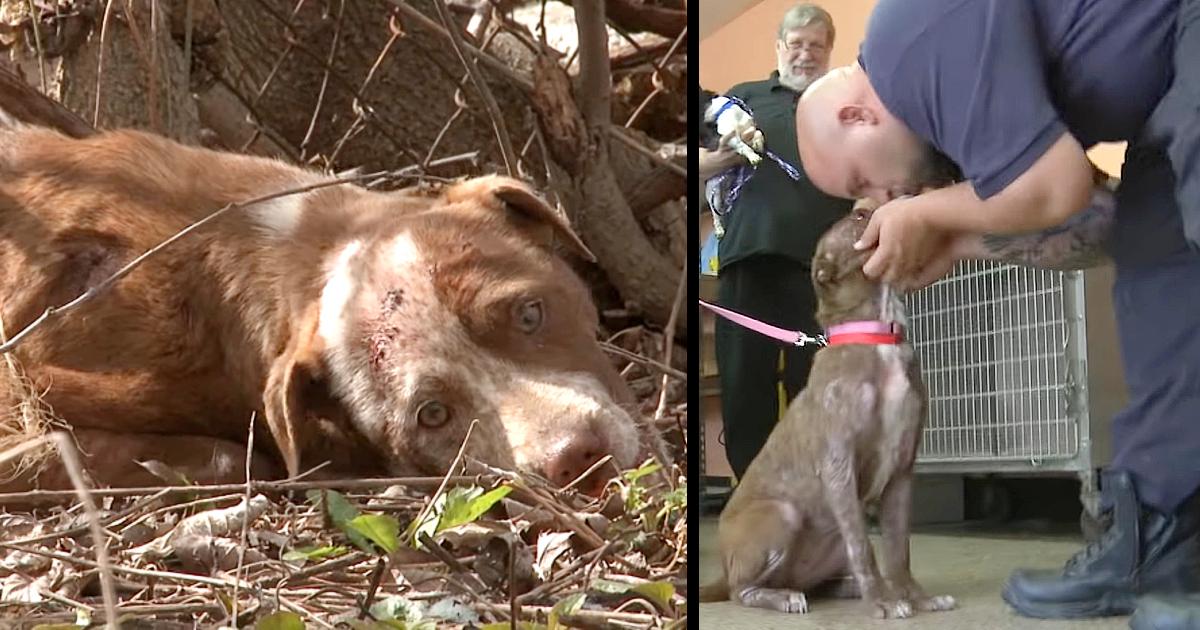 Abandoned Puppy Near Death Is Rescued and  Now He Spends His Days Helping The Inmates In The Prison