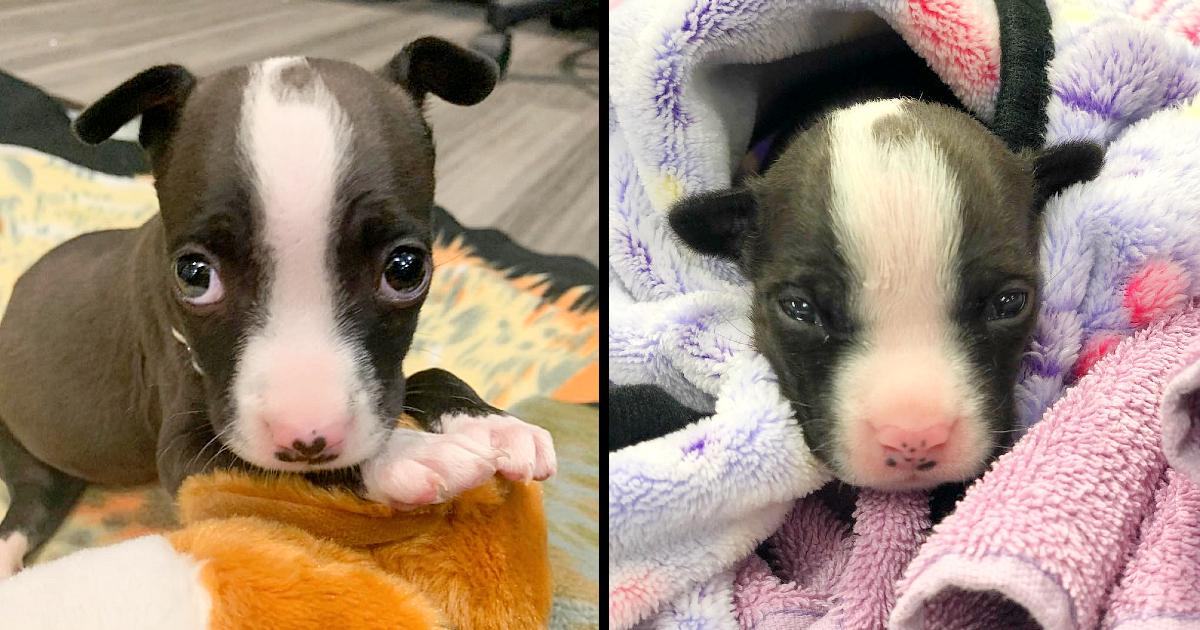 Abandoned Puppy Without Mother Born with Spinal Malformation, Nothing will hold her back