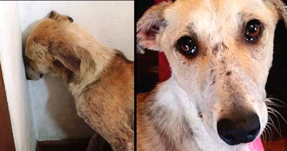 Abused Dog Was So Heartbroken, She Couldn’t Even Face The World