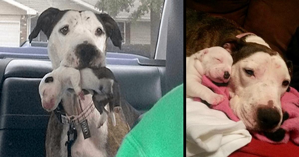Abused Pit Bull Thrown from Moving Car Rescued Just in Time