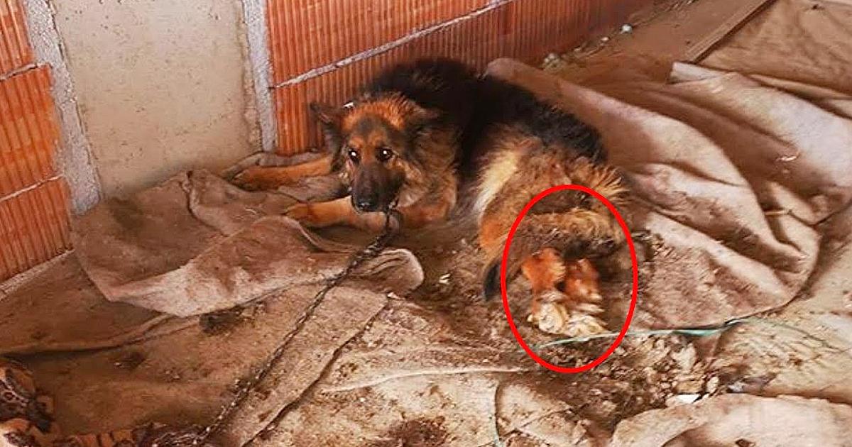 After got sick they left him aloned at the construction site with two legs paralyzed!
