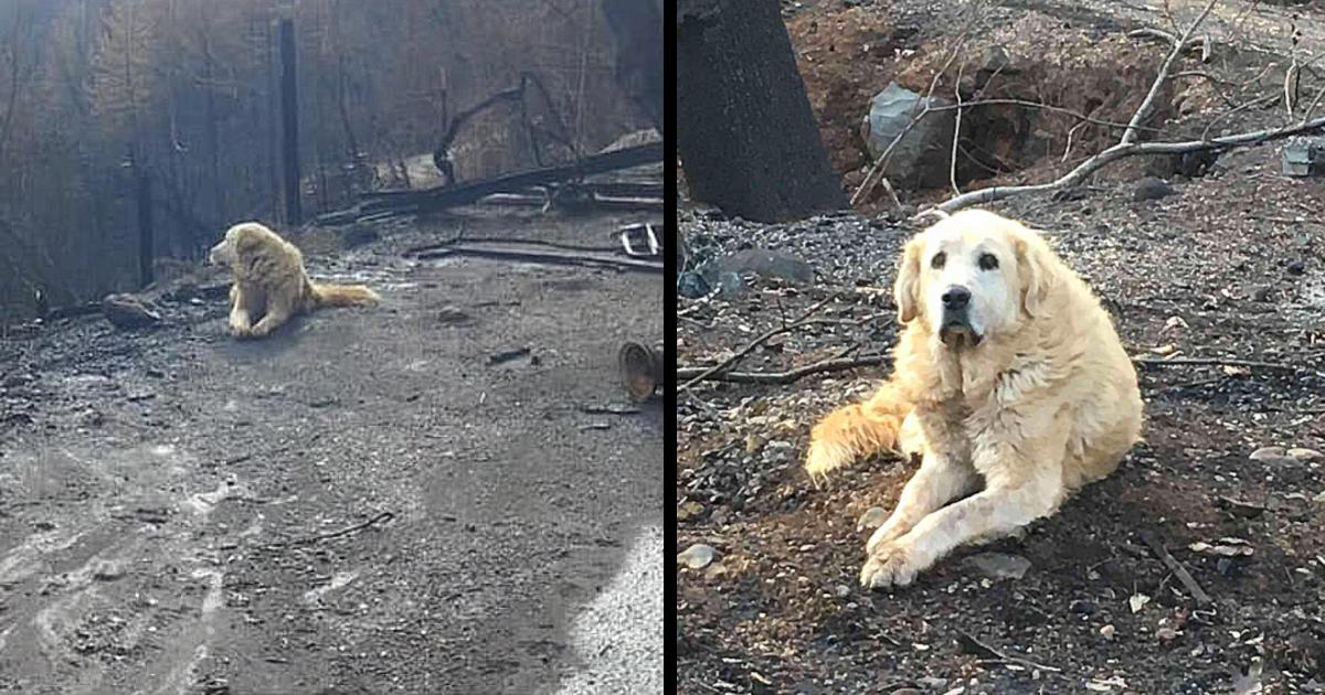 After The Fire Lost His House, The Dog Was Still There Waiting For People To Return