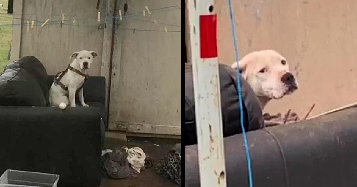 An Abandoned Dog Spotted Waiting In The Rain For His Family To Return