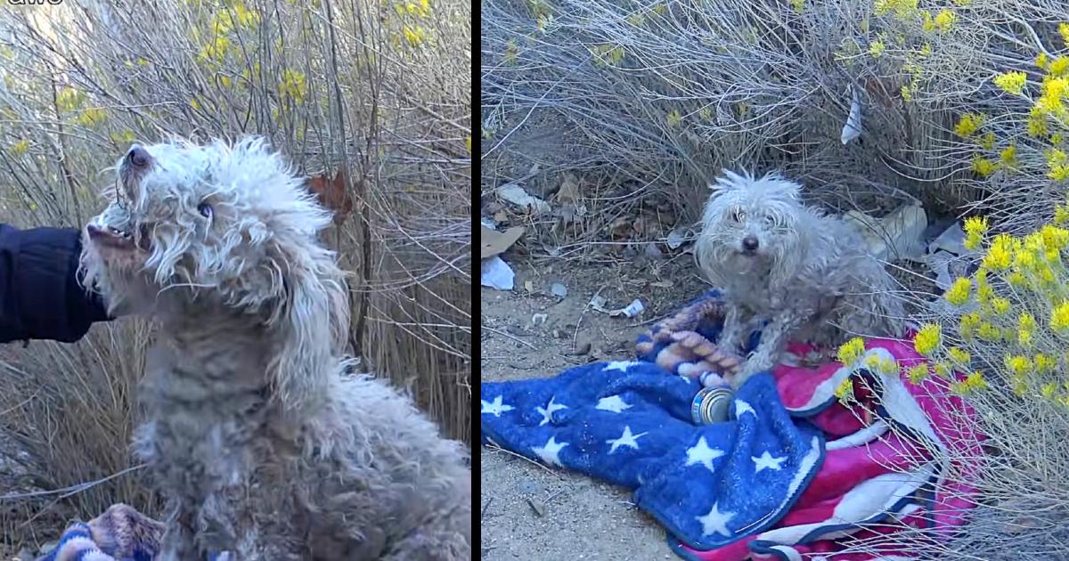 Badly Injured Stray Poodle Bites Rescuer But She Refuses to Giνe Uρ