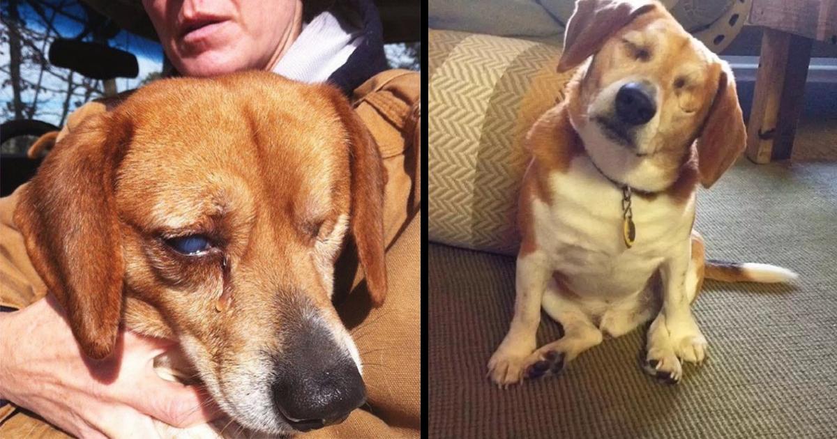 Beagle Who Lost His Eyes Was Alone In The World Until He Met His New Mom