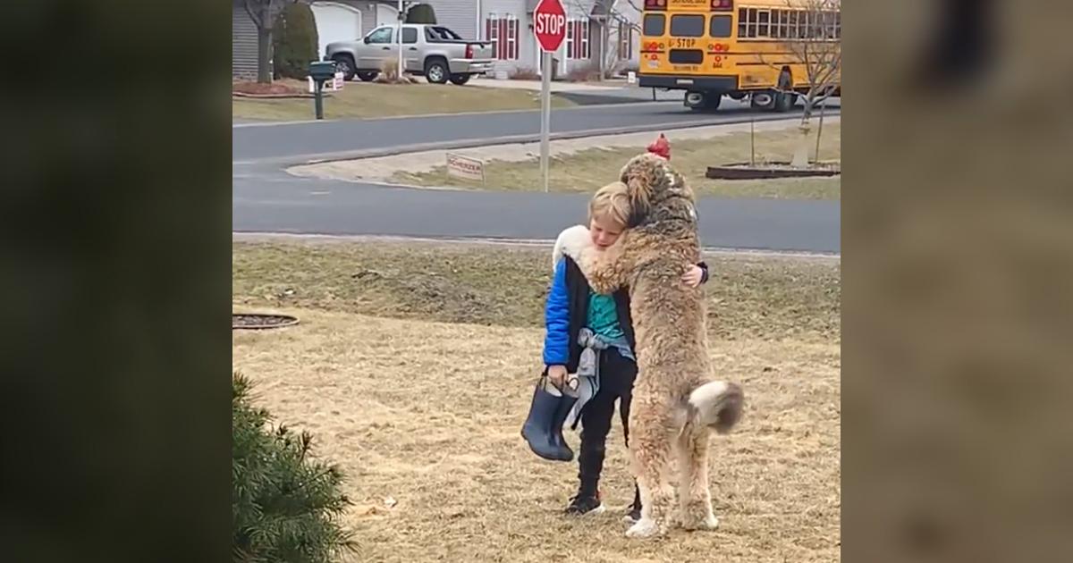 Bernedoodle melts 7M hearts hugging his little brother after school