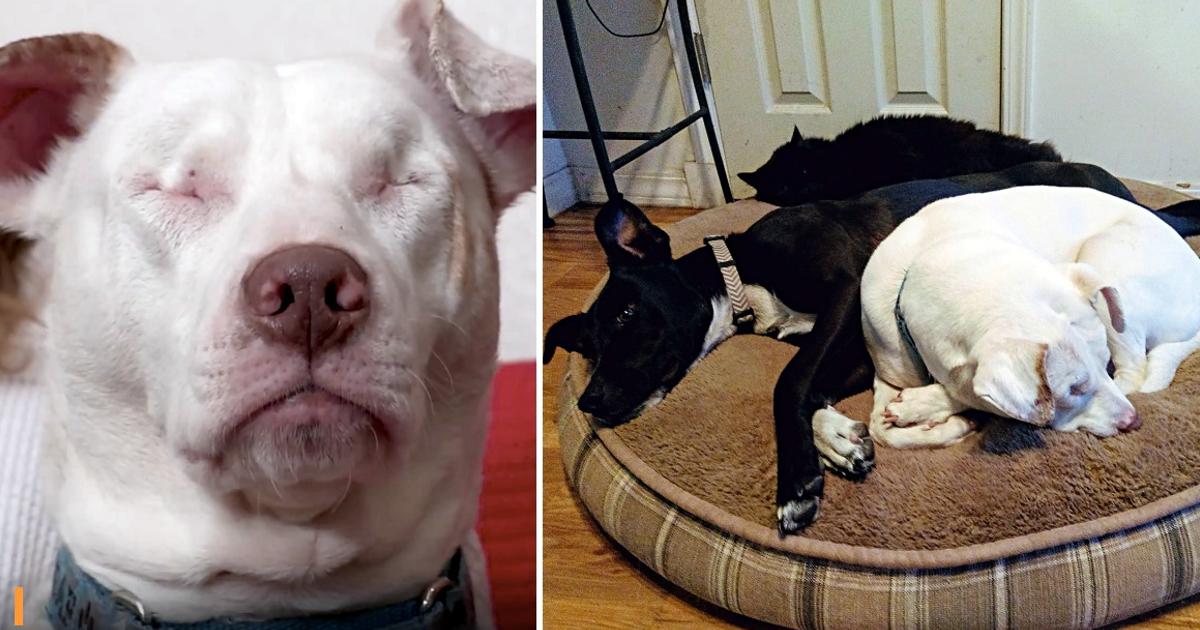 Blind & Deaf Shelter Dog Thought No One Would Love Him, Until He Met His Family