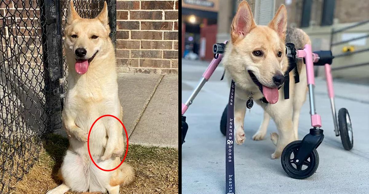 Born with Misshapen Front Legs, Thumbelina the Dog Is Ready for a Home After Relearning to Walk.